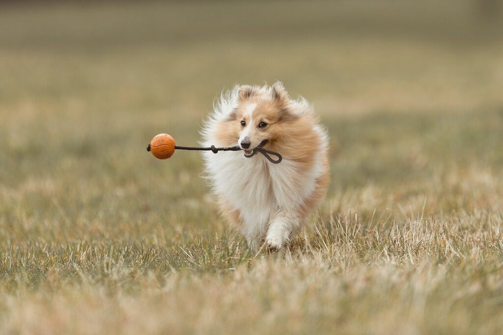 dog, animal, domestic animal, nature, mammal, domestic dog, cute, pet, sheltie, forest